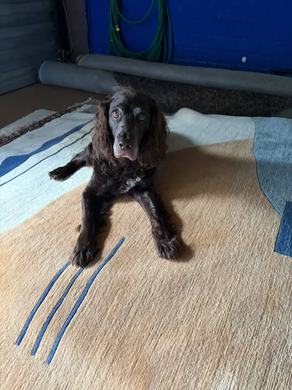 Rufus, ein brauner Spaniel mit Schlappohren, liegt auf einem frisch gewaschenen Teppich mit sandfarbenem und blauem Muster und schaut in die Kamera